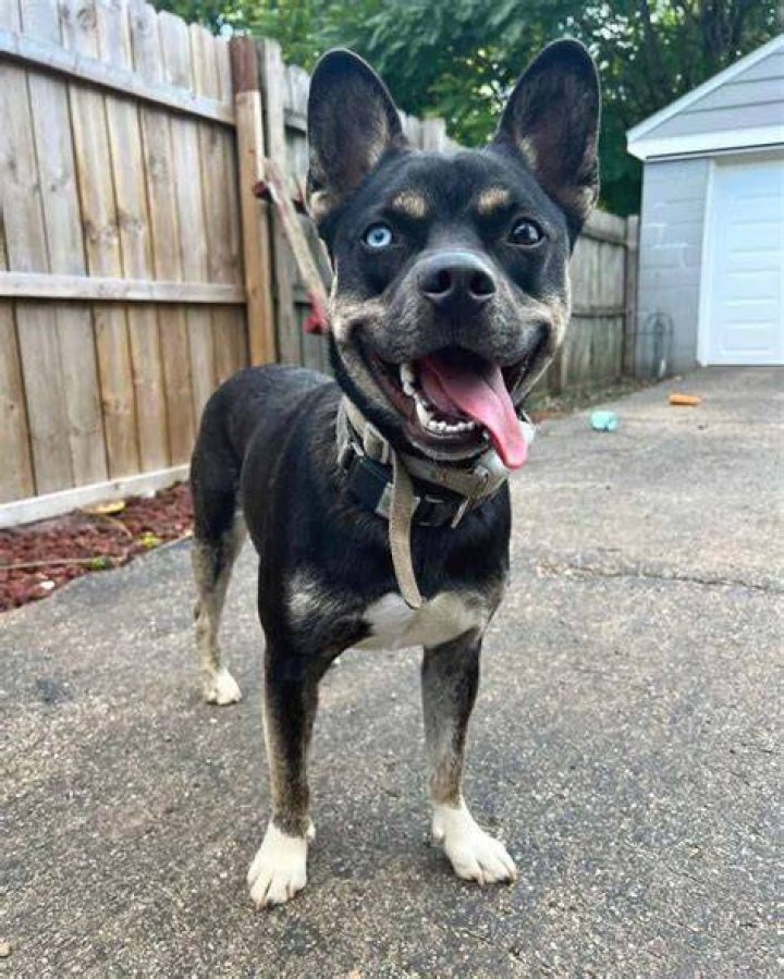 85 Rare French Bulldog Mixes