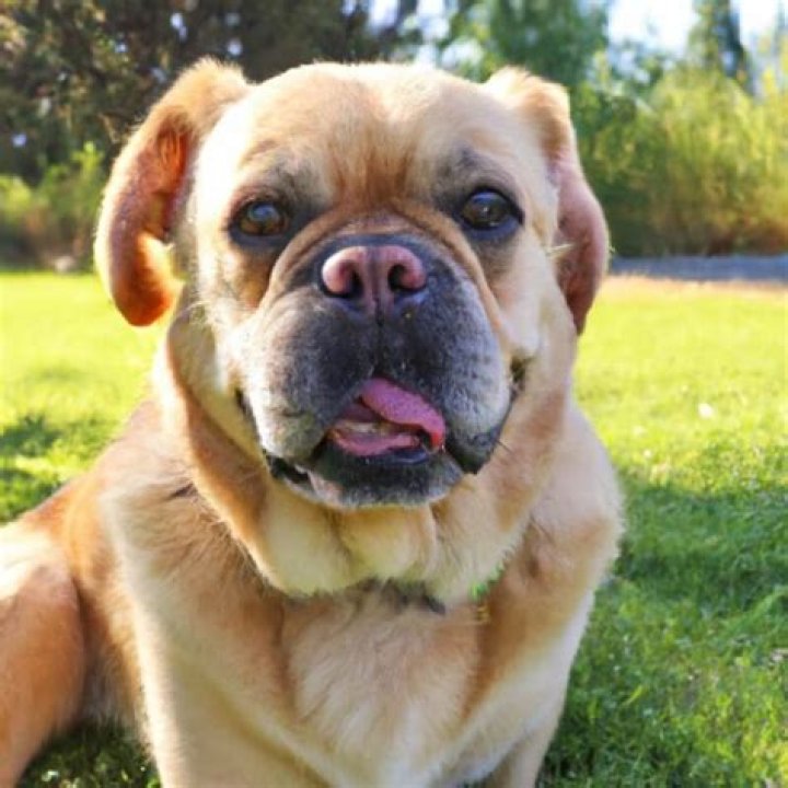 French Bulldog Golden Retriever Mix A Perfect Blend of Charm and