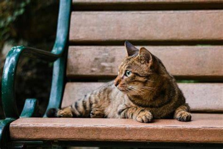 Unveiling The Enchanting World Of "Tabby Brown" Cats: Discoveries And Insights
